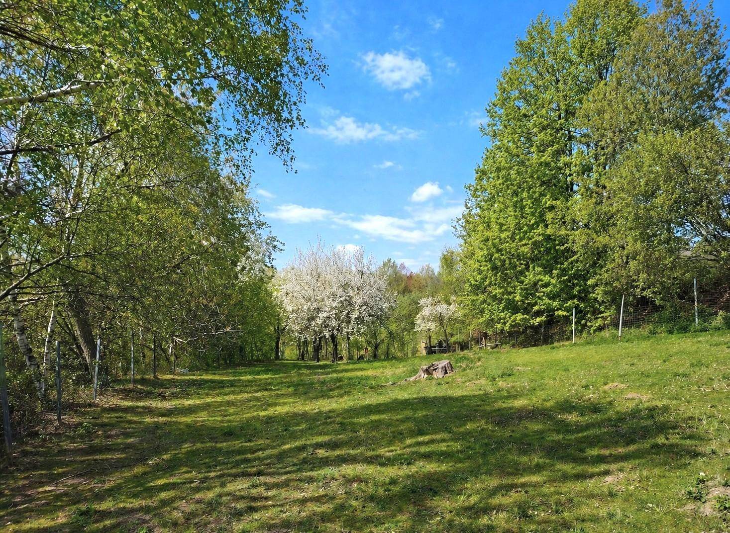 Sonnige Wiese mit blühenden Bäumen und einem hellblauen Himmel, umgeben von viel Grün.