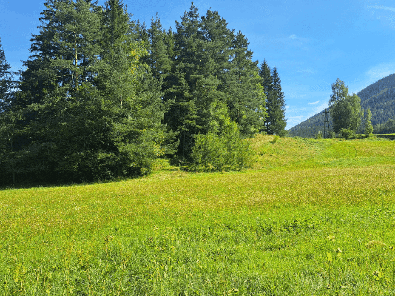 Weitläufige grüne Wiesenfläche mit dichten Nadelbäumen und einem blauen Himmel.
