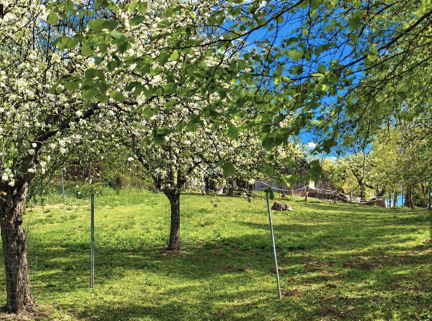 Idyllischer Garten mit blühenden Obstbäumen und einem sonnigen Rasenbereich unter blauem Himmel.