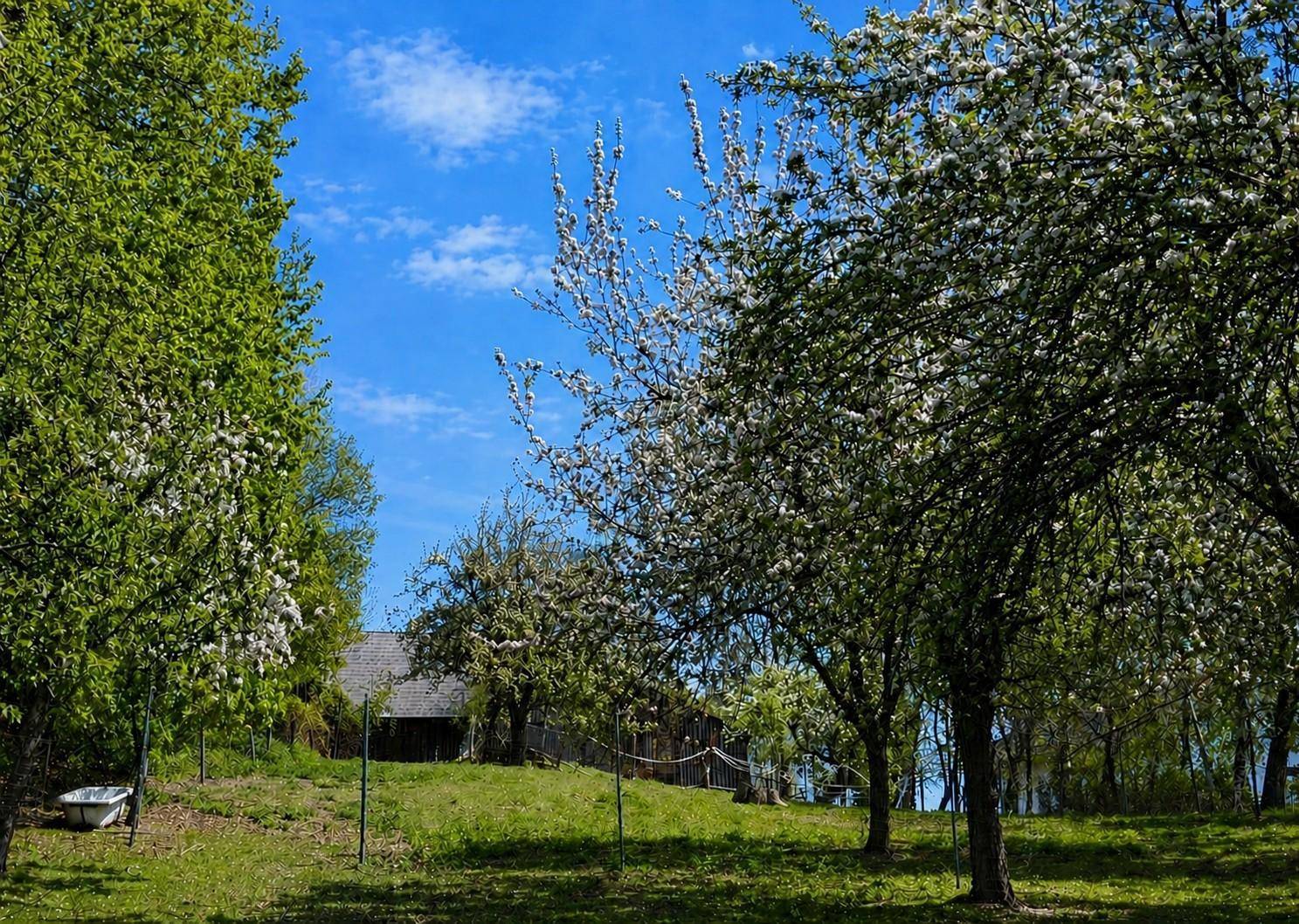 Idyllischer Garten mit blühenden Obstbäumen und einem sonnigen Rasenbereich unter blauem Himmel.