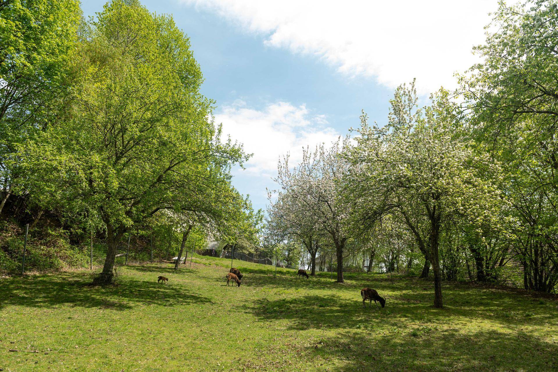 Weitläufiger Garten mit blühenden Obstbäumen und grasenden Tieren unter blauem Himmel.