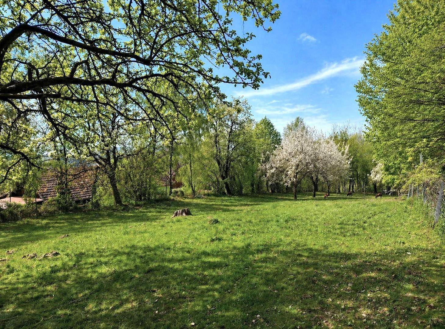 Sonnige Wiese mit blühenden Bäumen und einem hellblauen Himmel, umgeben von viel Grün.