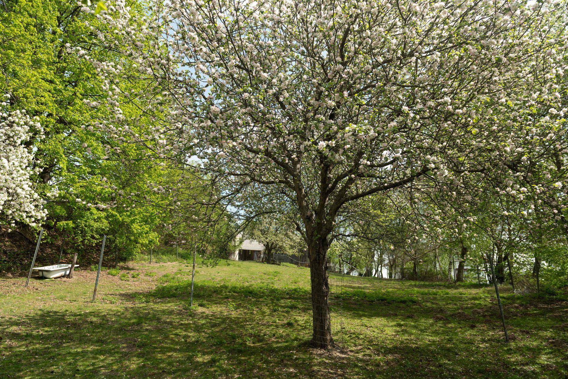 Blühender Obstgarten mit einem großen Baum im Vordergrund und einem sonnigen Rasenbereich.