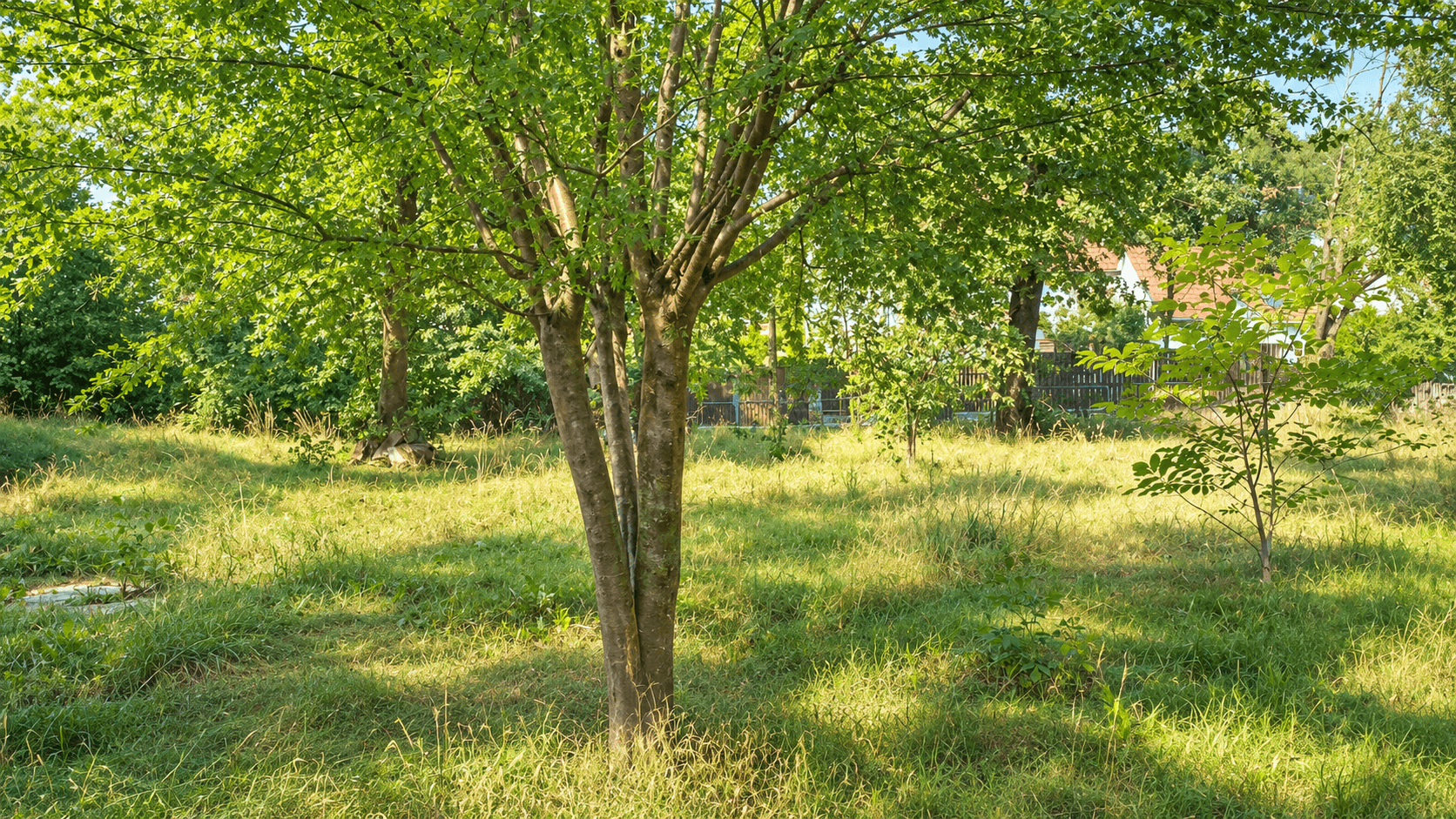 Sonniger Garten mit jungem Baum im Vordergrund und weitem Blick ins Grüne.