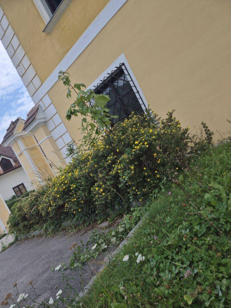 Nahaufnahme der gelben Gebäudefassade mit schmiedeeisernem Fenstergitter und blühenden Sträuchern im Vordergrund.