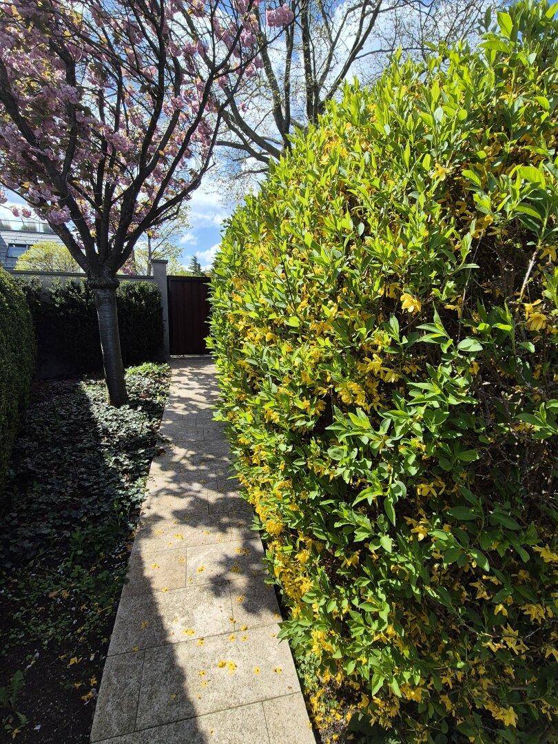 Steinweg entlang einer blühenden Hecke und einem Kirschbaum im frühlingshaften Garten.