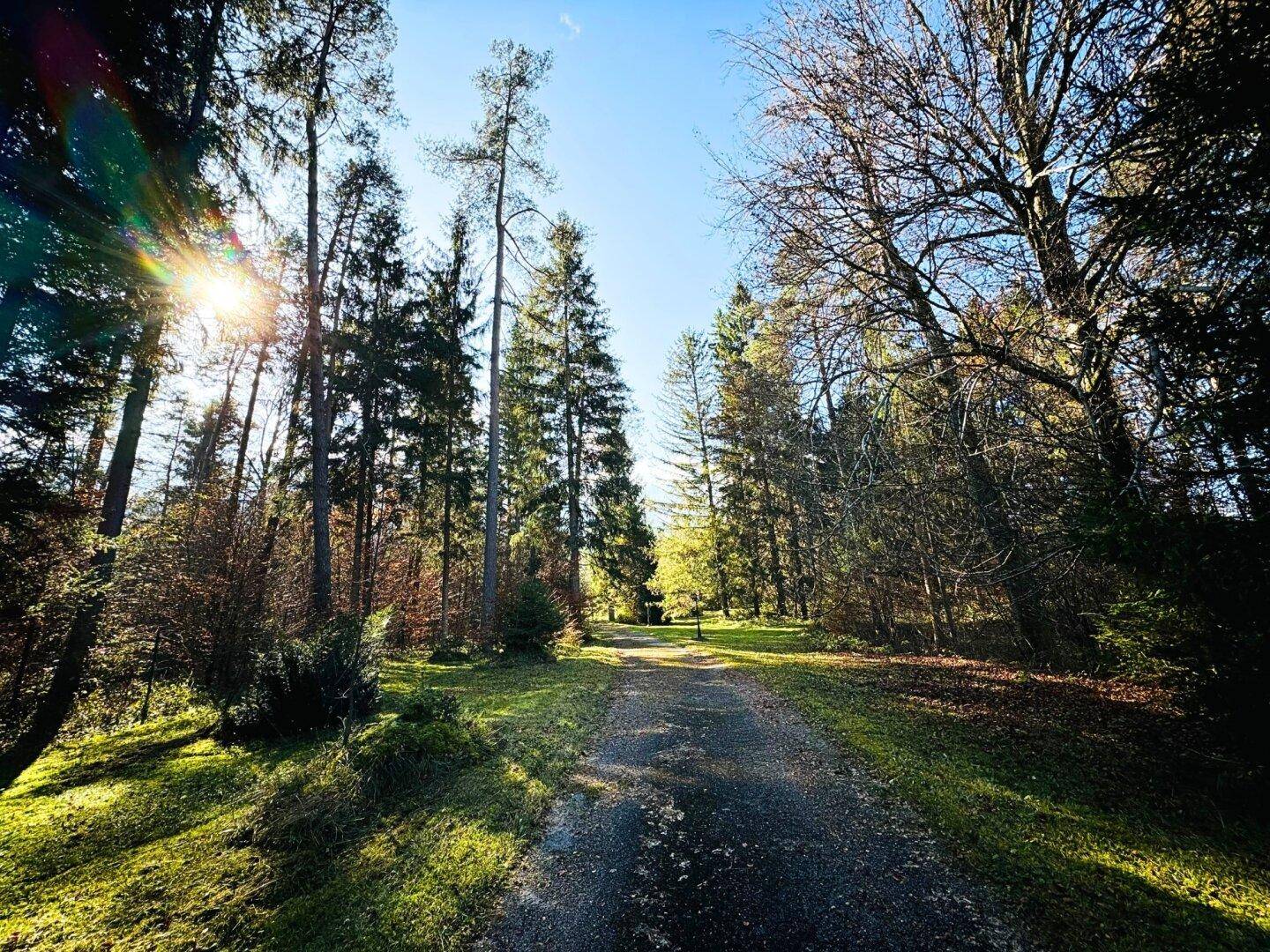 Waldweg mit Sonnenstrahlen, die durch die hohen Bäume scheinen, und grüner Vegetation.