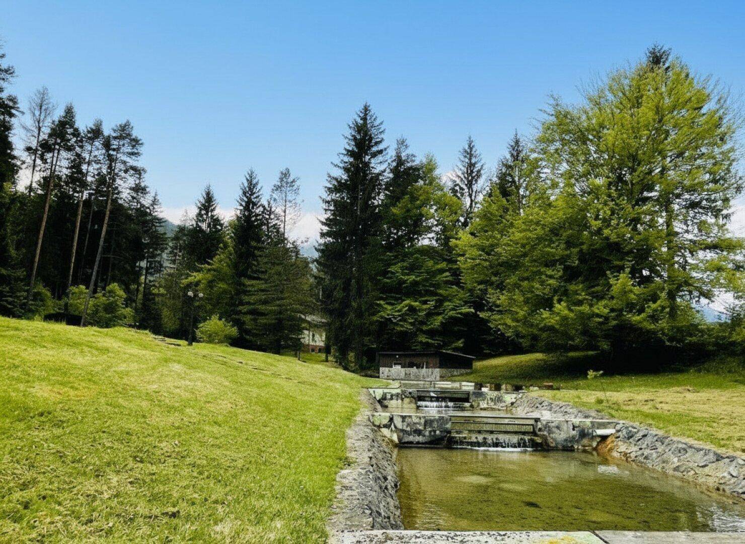Wasserlauf mit kleinen Kaskaden in einer idyllischen grünen Landschaft, umgeben von Bäumen.