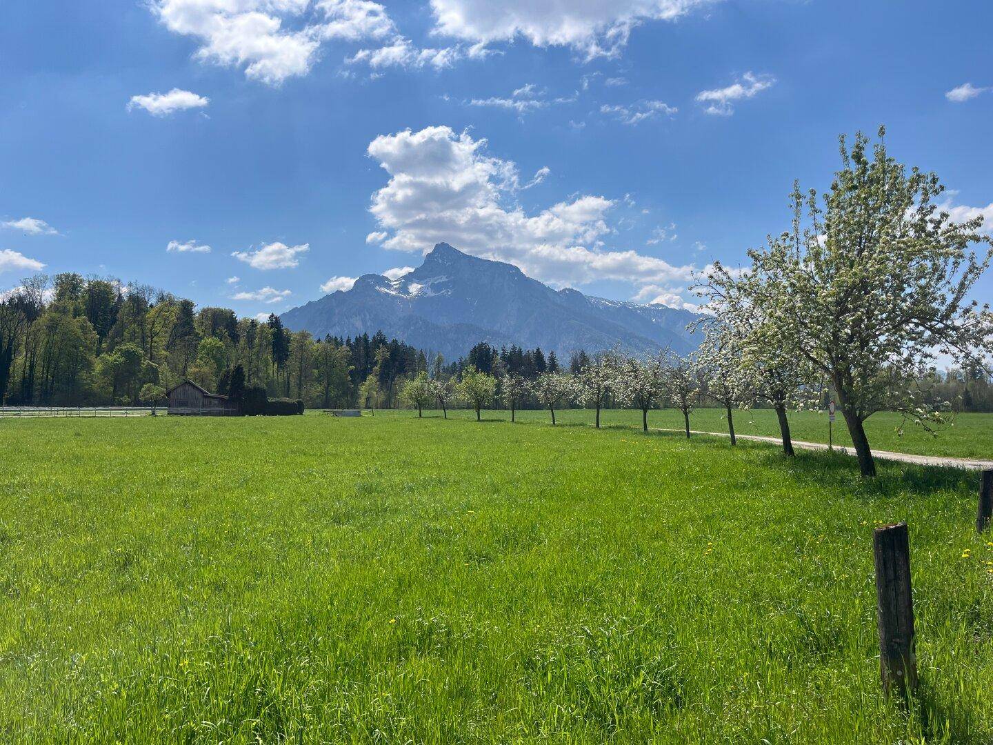 Weitläufige grüne Wiesen mit blühenden Obstbäumen und beeindruckendem Alpenpanorama im Hintergrund.
