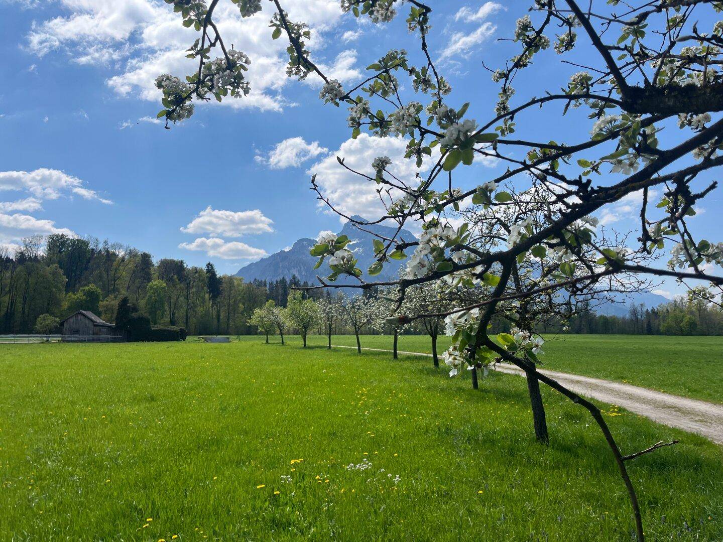 Idyllische Frühlingslandschaft mit blühenden Bäumen, grünen Wiesen und majestätischem Bergblick.