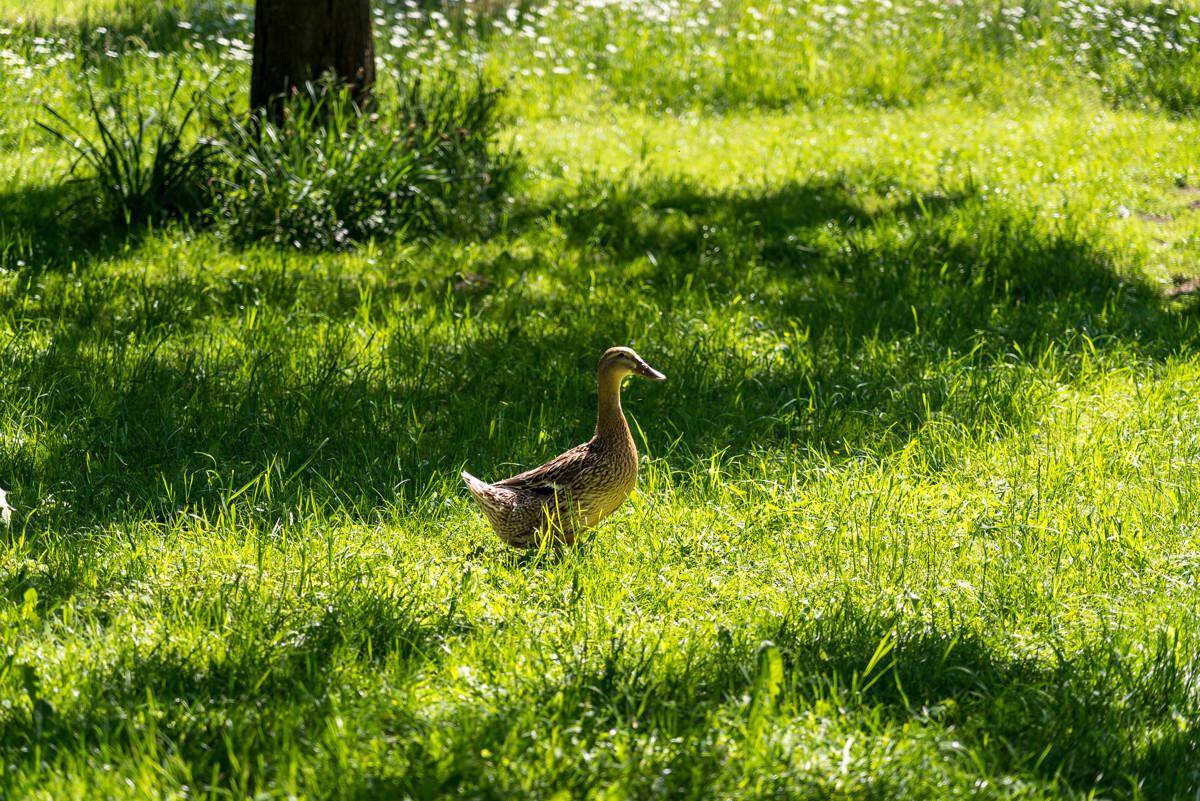 Eine Ente spaziert auf einer sonnigen grünen Wiese, umgeben von frischem Gras und Schattenbereichen.