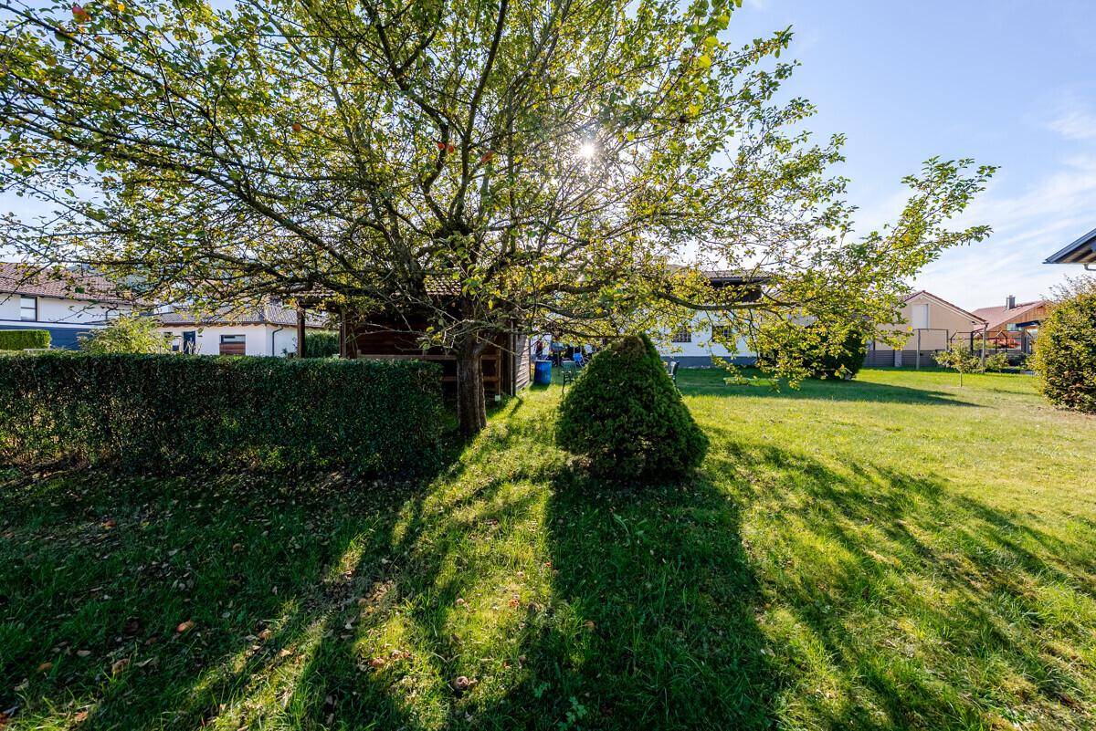 Sonniger Gartenbereich mit großem Baum, gepflegter Hecke und einem kleinen Geräteschuppen.