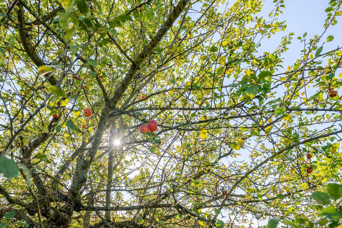 Nahaufnahme eines Apfelbaums mit reifen roten Äpfeln und Sonnenlicht, das durch die Blätter scheint.