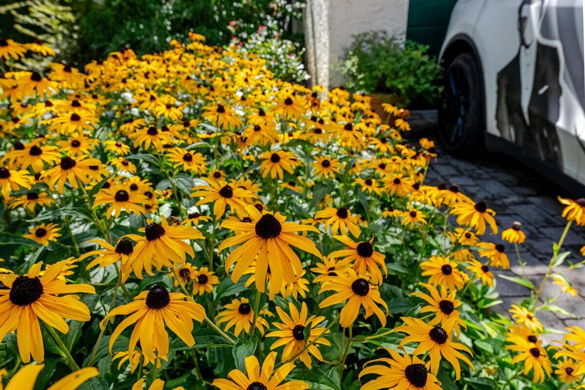 Blühendes Blumenbeet mit gelben Sonnenhüten und einem Auto im Hintergrund an einem sonnigen Tag.