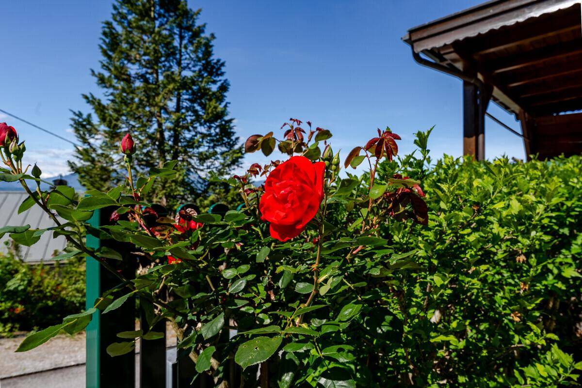 Rote Rosen blühen im Garten, mit einem Blick auf die umliegende Landschaft und Berge.