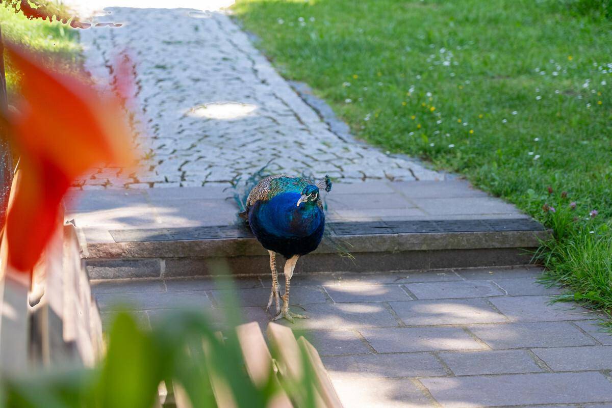 Ein Pfau spaziert auf einem gepflasterten Gartenweg, umgeben von grünem Gras und Blumen.