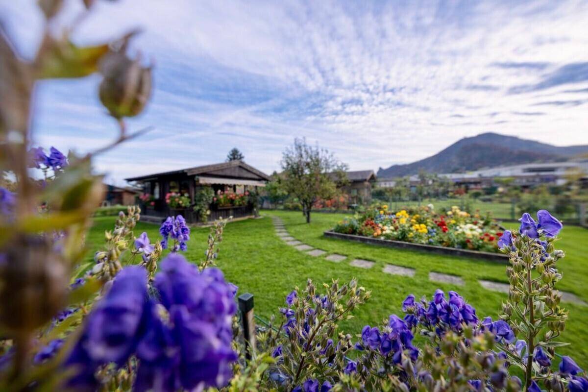Blühender Garten mit lila Blumen im Vordergrund, kleinen Holzhäusern und Bergpanorama.