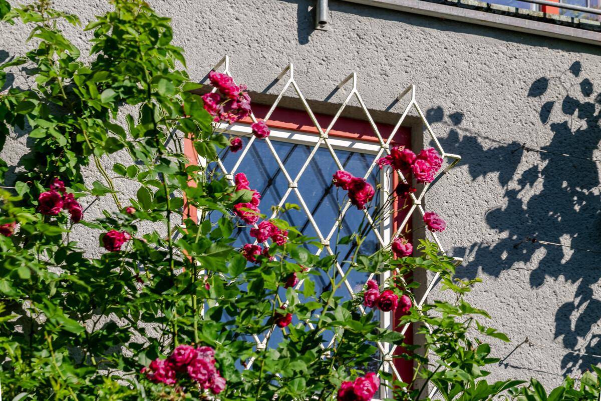 Nahaufnahme eines Fensters mit dekorativem Gitter, umrankt von blühenden Rosen.