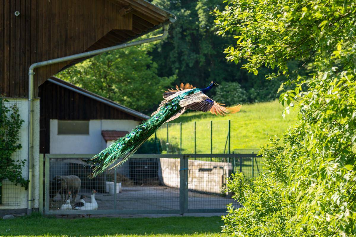 Ein prächtiger Pfau fliegt mit ausgebreiteten Federn über eine grüne Wiese nahe einem ländlichen Gebäude.