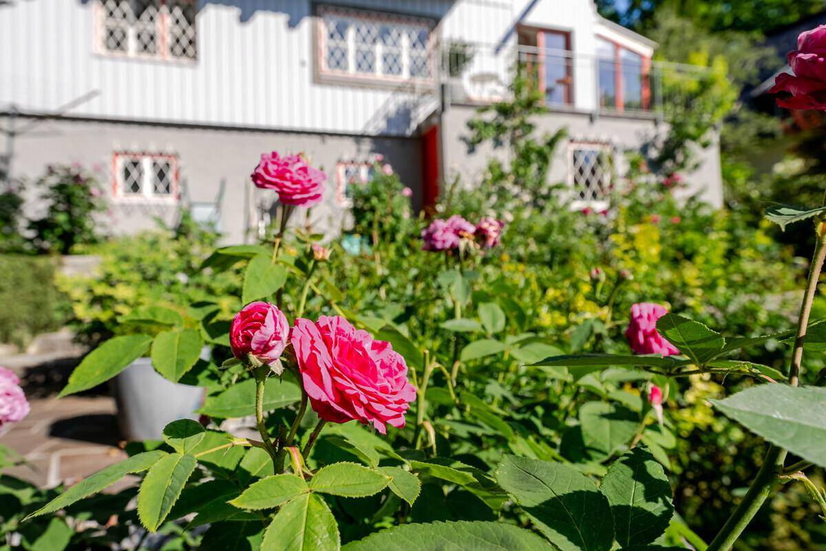 Nahaufnahme von leuchtend rosa Rosen im Garten, mit dem Haus im unscharfen Hintergrund.