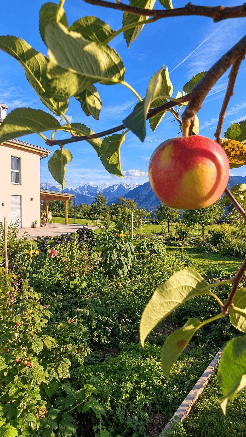Reifer Apfel am Baum im sonnigen Garten mit Blick auf das Haus und die Berge.
