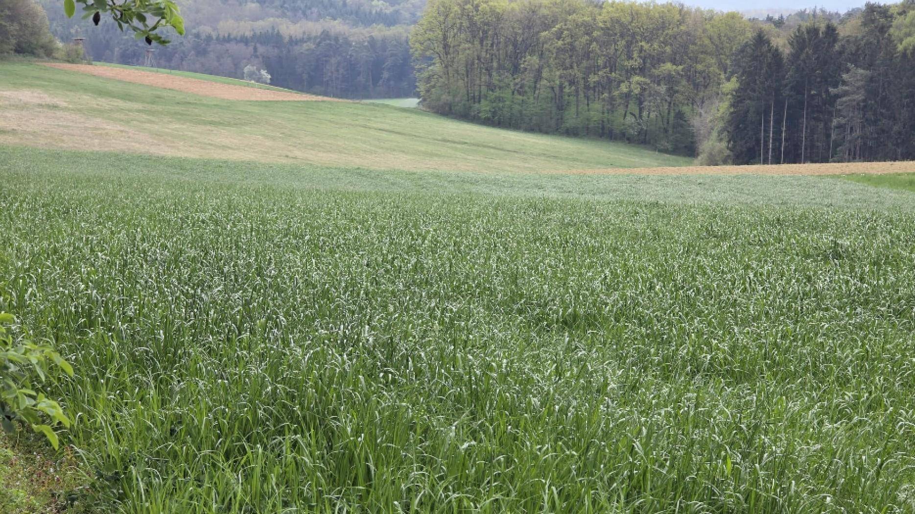 Weitläufige grüne Felder und Wälder unter einem bewölkten Himmel, typisch für ländliche Gegenden.