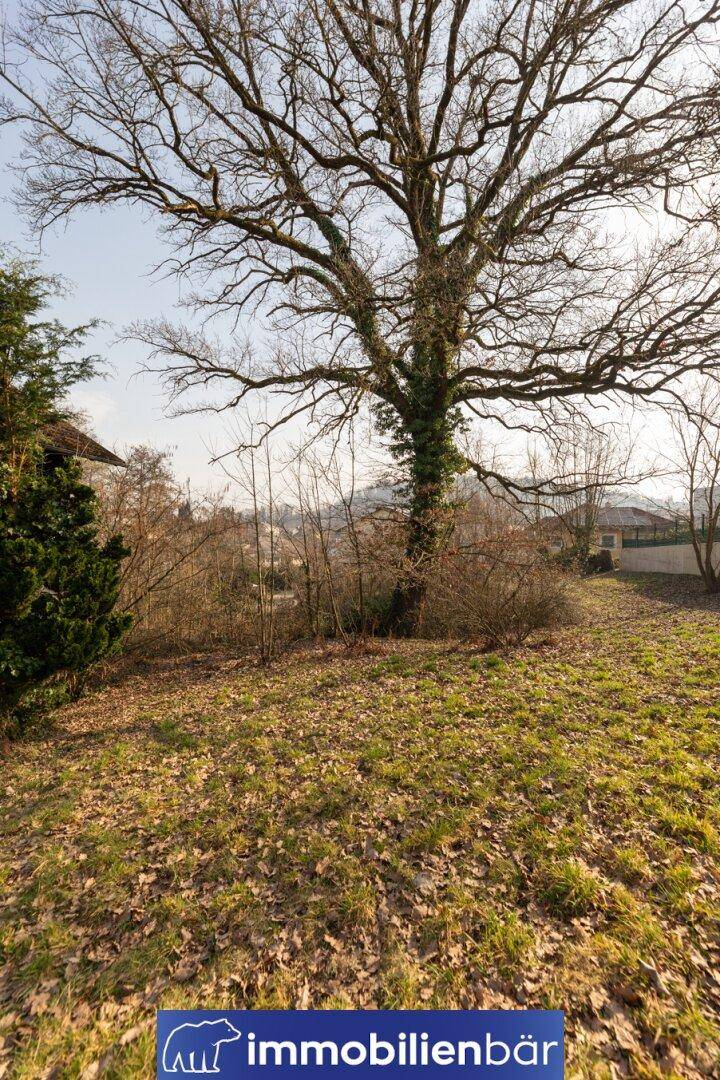 Großer, alter Baum mit Efeu bewachsenem Stamm auf einer sonnigen Grünfläche.