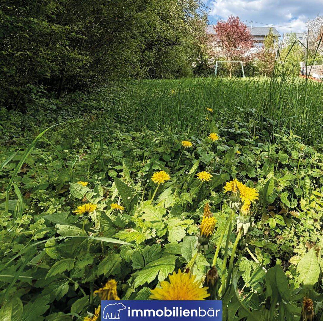 Nahaufnahme von Löwenzahn und hohem Gras auf einem sonnigen Grundstück.