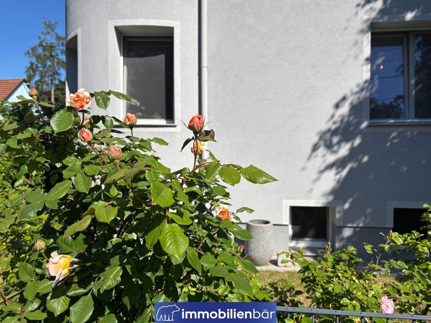 Nahaufnahme von blühenden Rosensträuchern vor der hellen Fassade des Hauses.