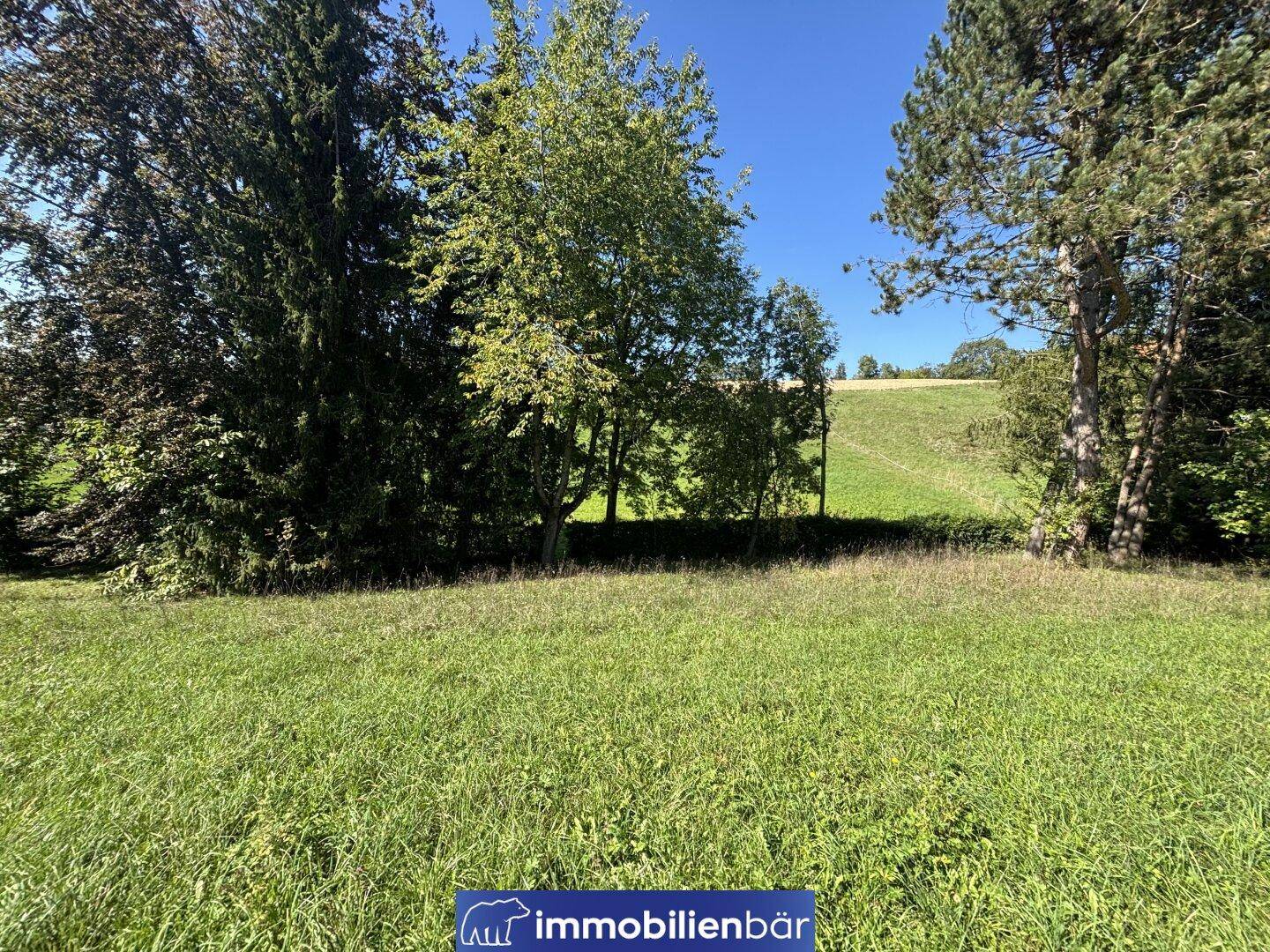 Weitläufige Grünfläche mit hohen Bäumen und sonnigem Ausblick in die Natur.