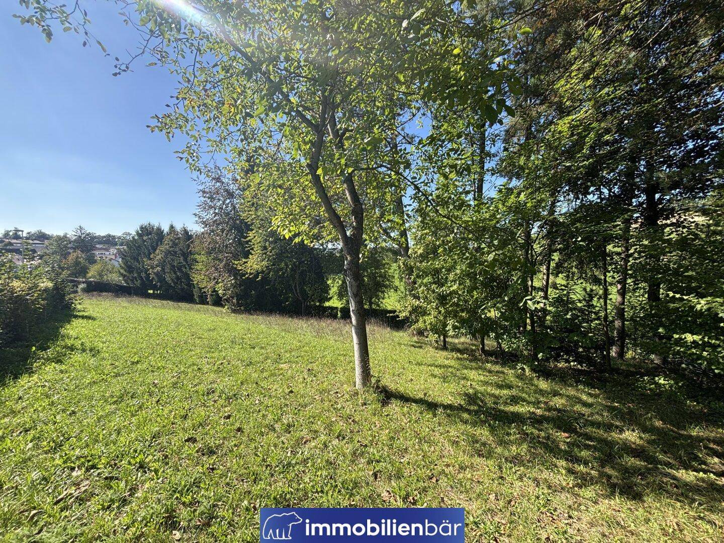 Idyllische Grünfläche mit einem einzelnen Baum und viel Sonnenlicht, umgeben von weiterer Vegetation.
