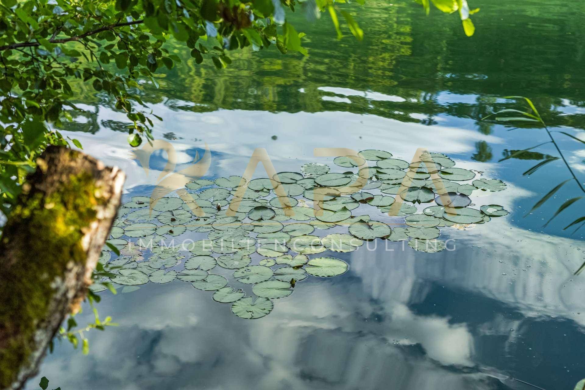 Nahaufnahme von Seerosen auf dem ruhigen Wasser, das den blauen Himmel widerspiegelt.