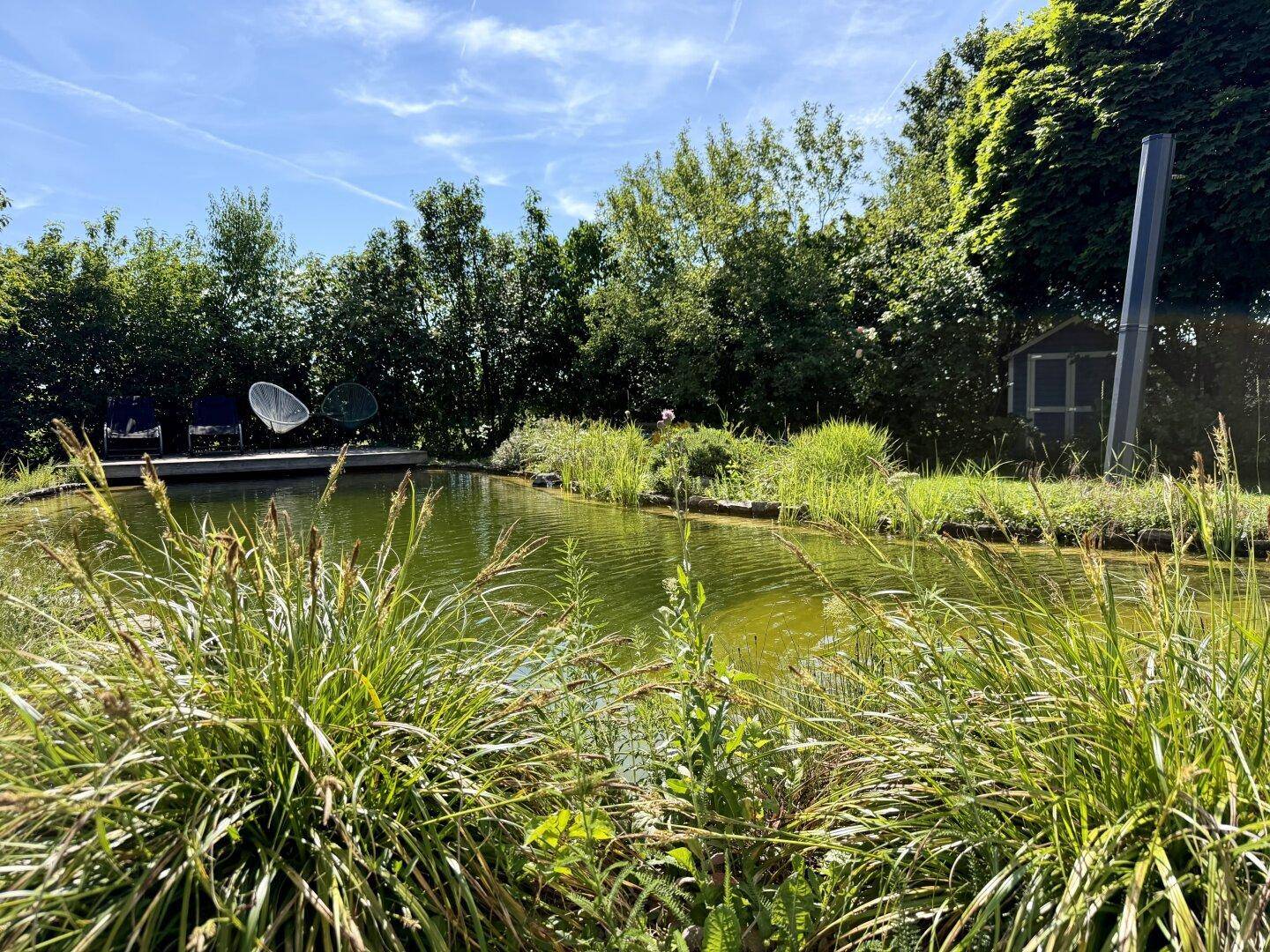 Natürlicher Gartenteich umgeben von üppigem Grün und hohen Gräsern unter blauem Himmel.