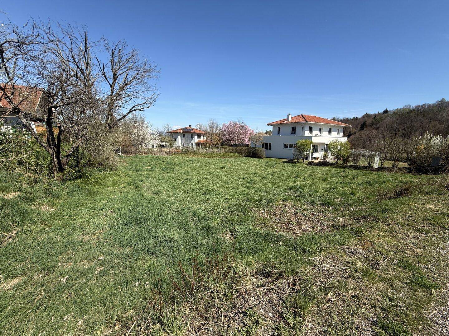 Weitläufiges, grünes Grundstück mit Blick auf benachbarte Häuser und blühende Bäume im Frühling.