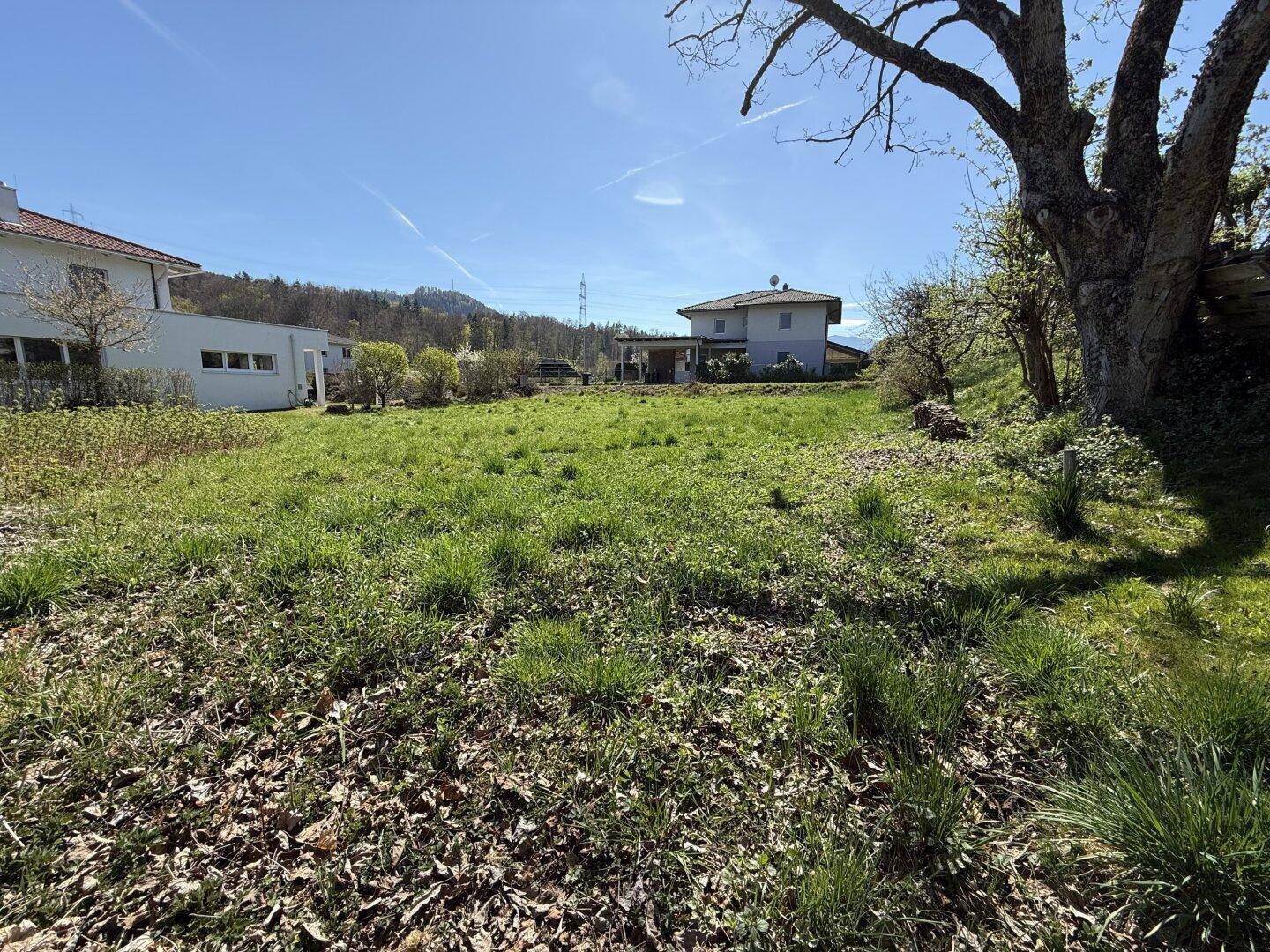Sonniges, unbebautes Grundstück mit hohem Gras und einem alten Baum am Rand des Areals.