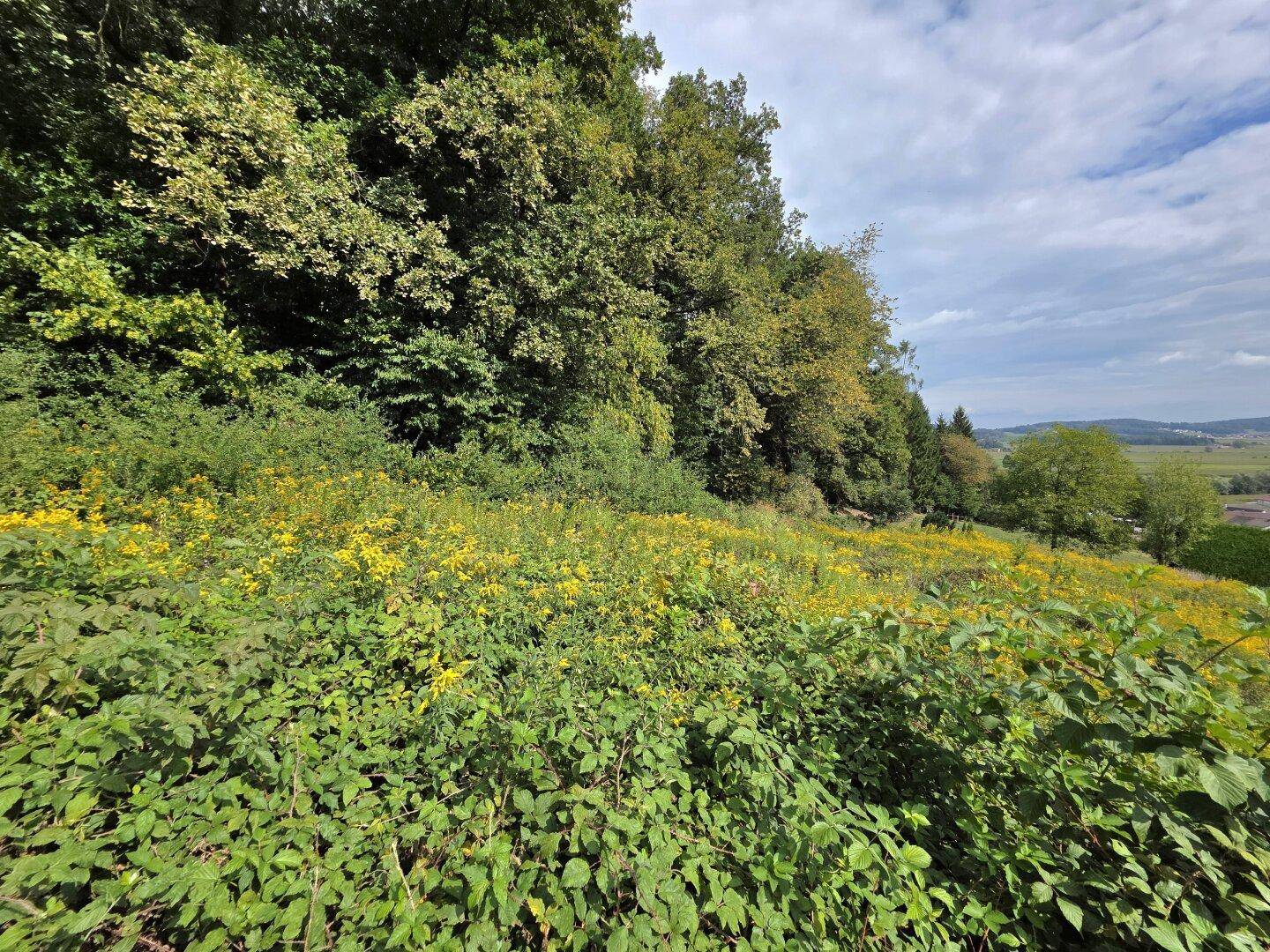 Hanglage mit üppiger Vegetation, gelben Wildblumen und einem dichten Wald unter einem bewölkten Himmel.