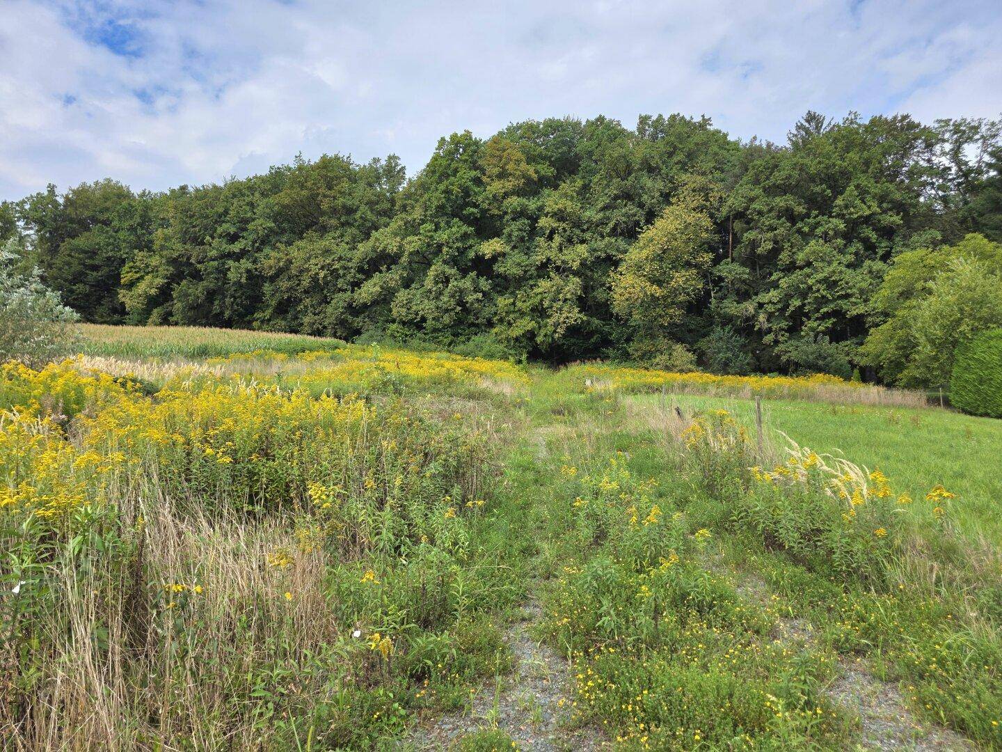 Weites Feld mit hohen Gräsern und gelben Blumen, begrenzt von einer dichten Baumreihe unter bewölktem Himmel.