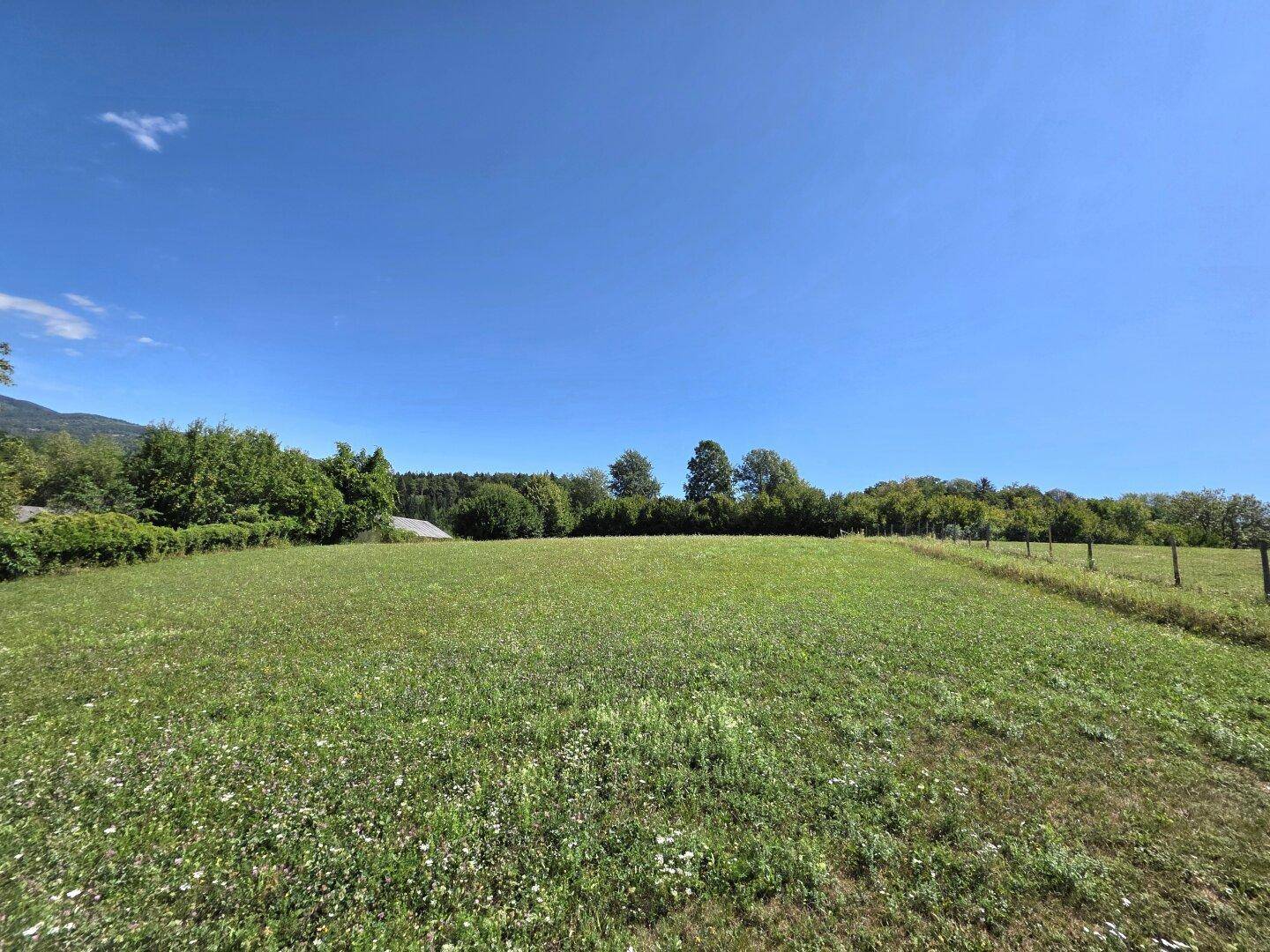 Breite grüne Wiese unter strahlend blauem Himmel, begrenzt von einer Baumreihe im Hintergrund.