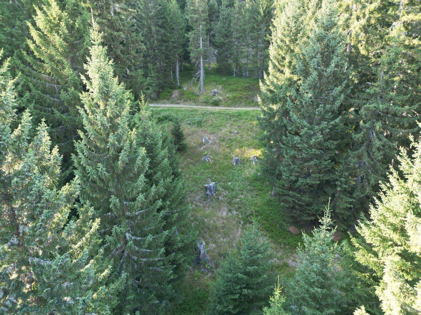 Nahaufnahme einer Waldlichtung mit einem unbefestigten Weg und Baumstümpfen, umgeben von hohen Nadelbäumen.