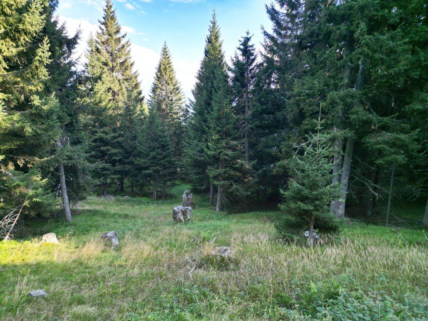 Eine grüne Waldlichtung mit großen Steinen und hohen Nadelbäumen unter einem blauen Himmel.