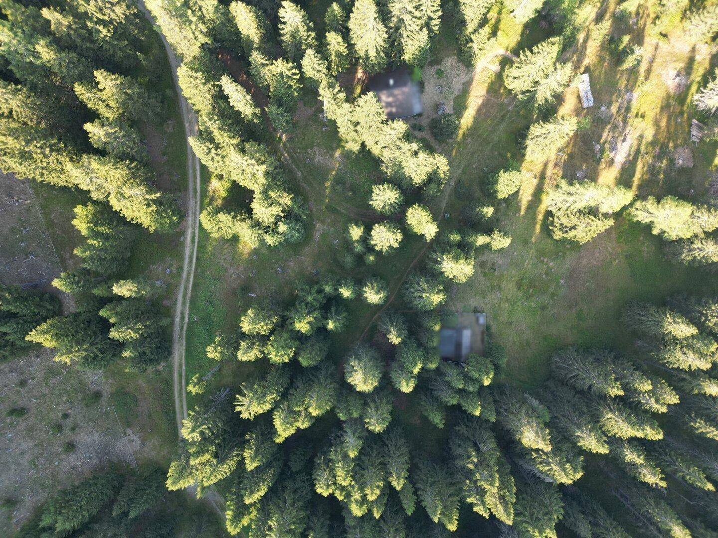 Vogelperspektive eines dichten Waldes mit zwei kleinen Hütten und einem unbefestigten Weg.