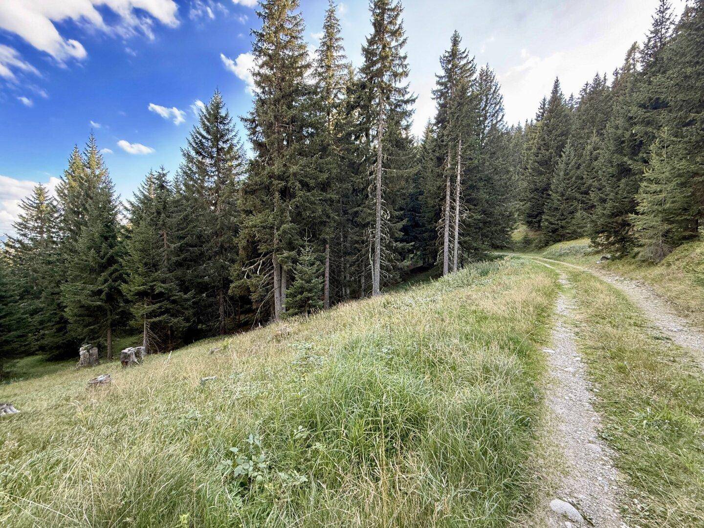 Ein unbefestigter Weg schlängelt sich durch eine grüne Wiese, umgeben von hohen Nadelbäumen unter blauem Himmel.