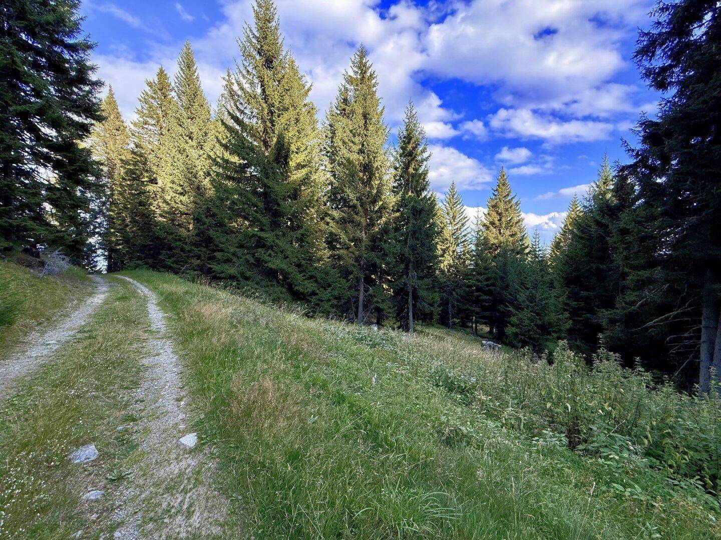Ein unbefestigter Weg führt einen grasbewachsenen Hang hinauf, umgeben von dichten Nadelbäumen.