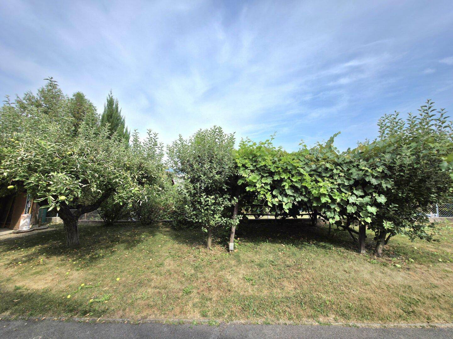 Gepflegter Garten mit Obstbäumen und einer Pergola mit Weinreben unter blauem Himmel.