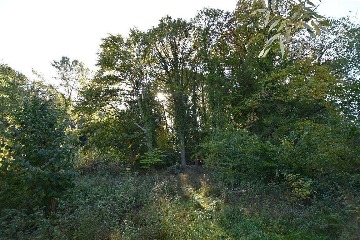 Wald