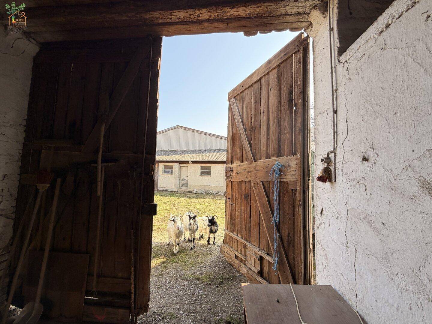 Blick aus einer Scheune auf den Hof mit Ziegen und weiteren Gebäuden im Sonnenlicht.