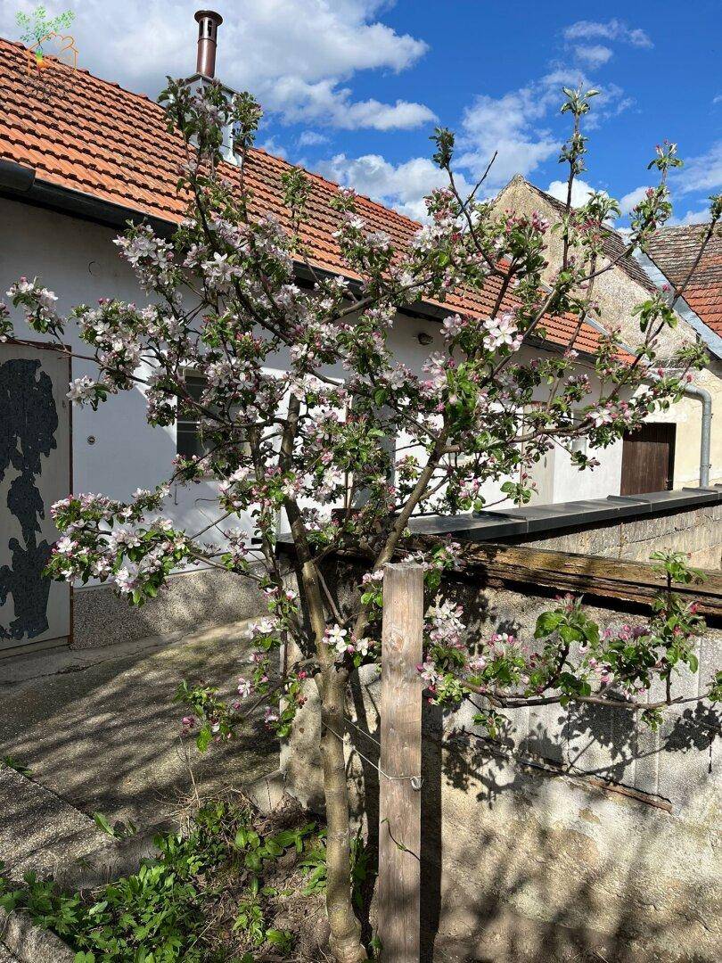 Blühender Baum mit weißen und rosa Blüten vor einer Hauswand unter blauem Himmel.
