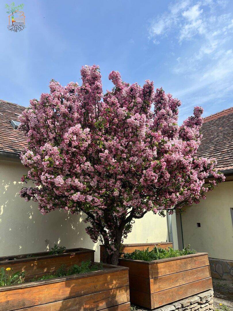 Prächtiger Baum mit leuchtend rosa Blüten in Holzkübeln vor einer hellen Hausfassade.