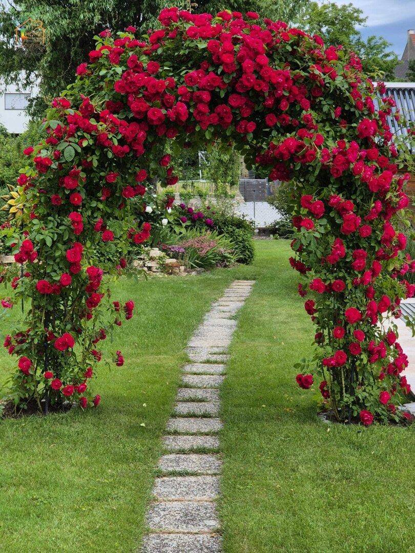 Malerischer Rosengarten mit einem blühenden Rosenbogen und einem Steinweg.