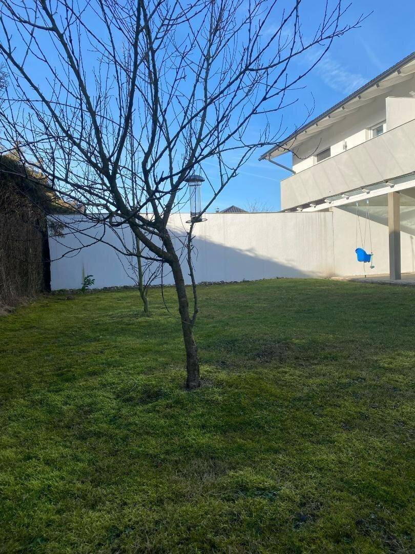 Sonniger Garten mit jungem Baum und Rasenfläche, umgeben von einer weißen Mauer.